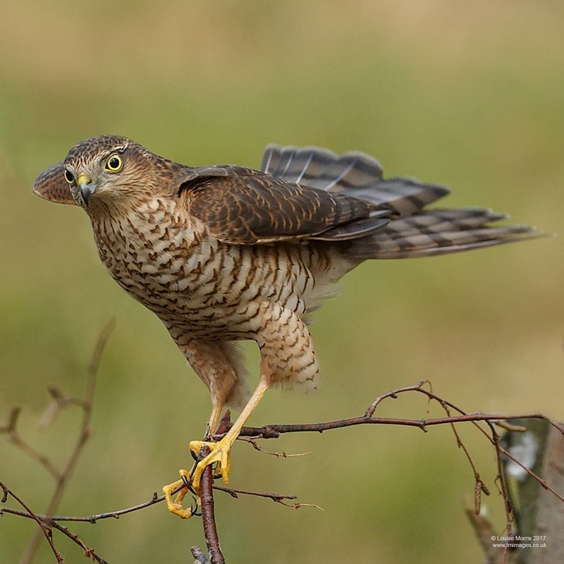  - Sparrowhawk