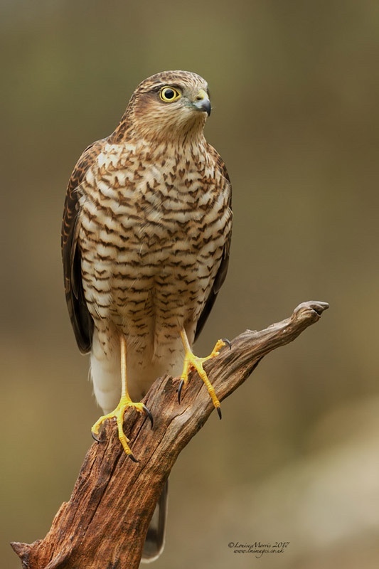  - Sparrowhawk