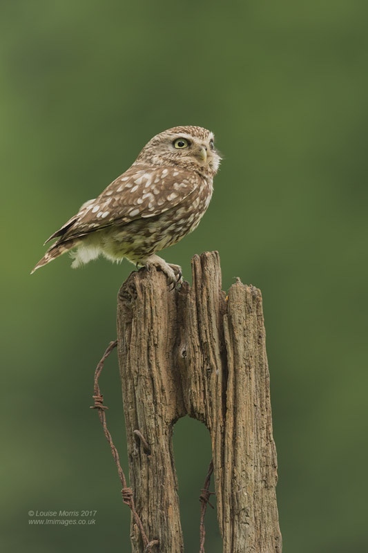  - Little Owls
