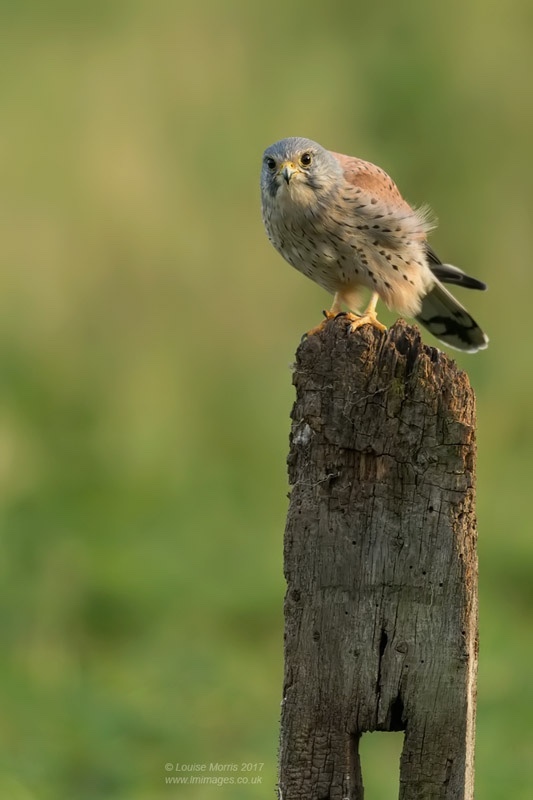  - Kestrels