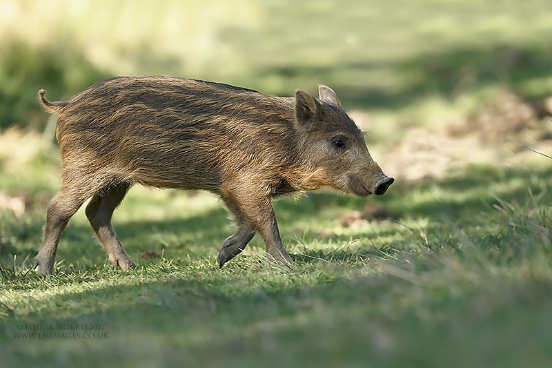 D Wild Boar Hoglet March - 2018 Charity Calendar