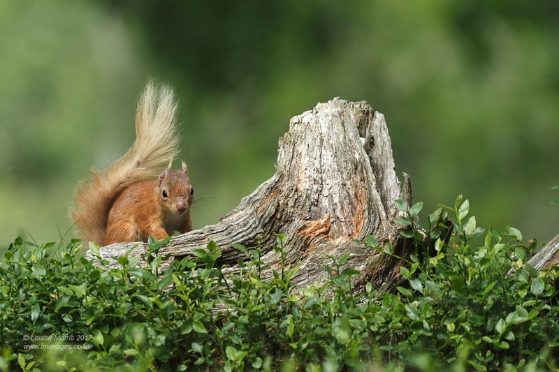  - Red Squirrels