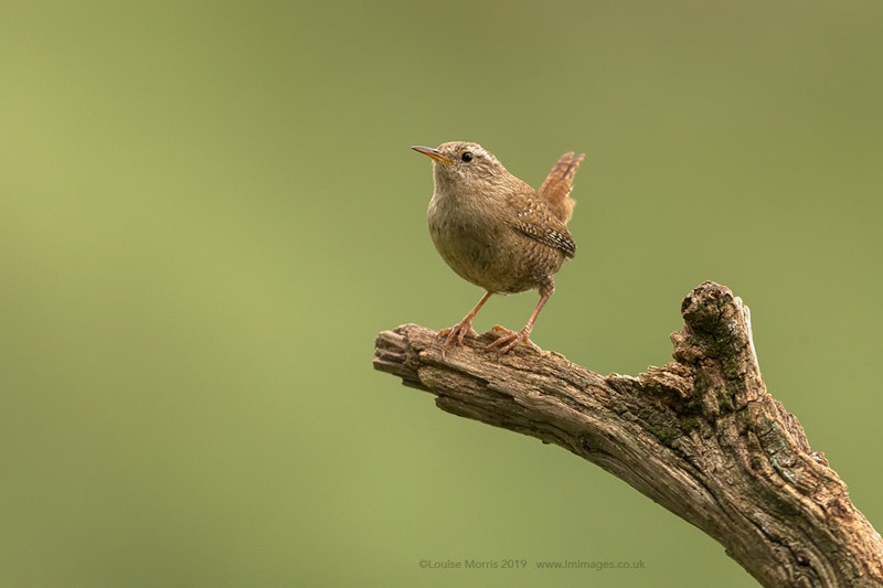  - Woodland & Garden Birds