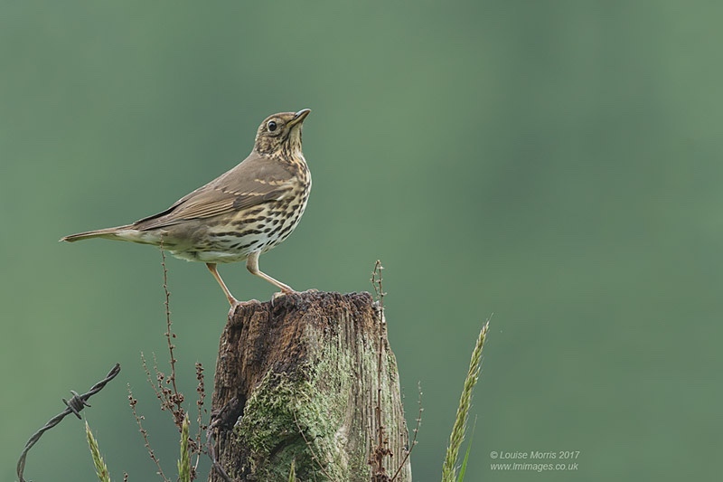  - Woodland & Garden Birds