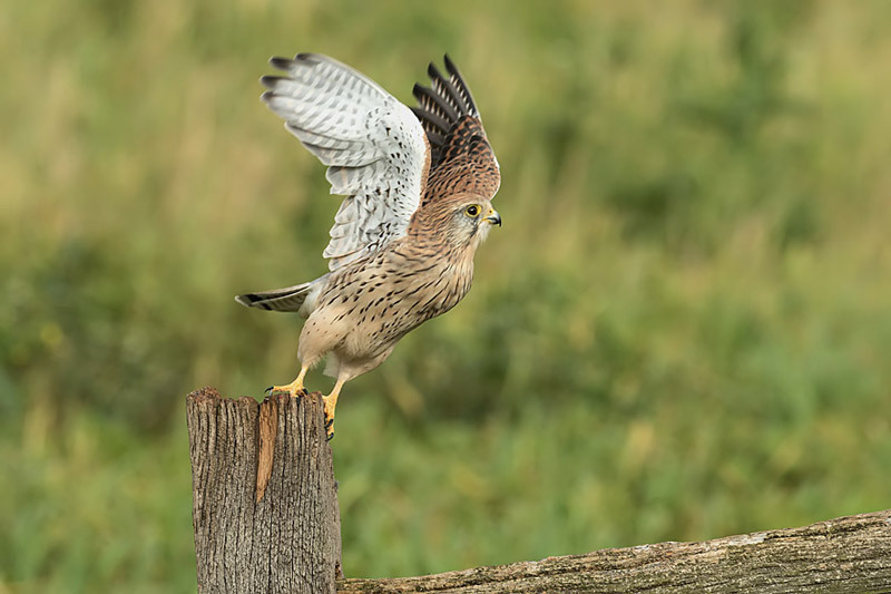  - Kestrels