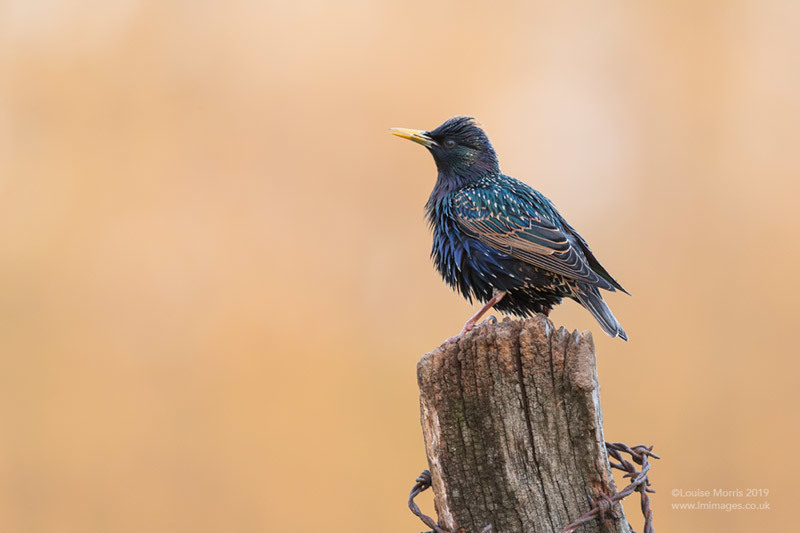  - Starlings