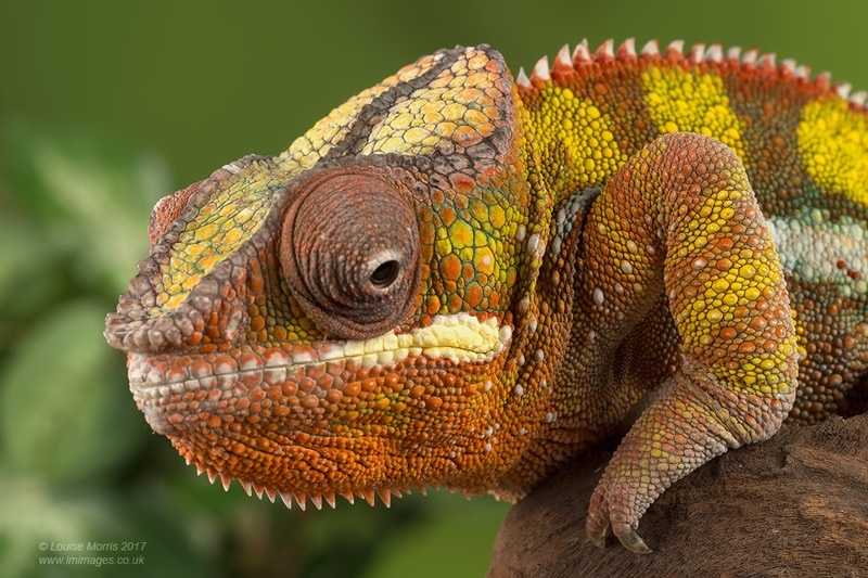  - Reptiles