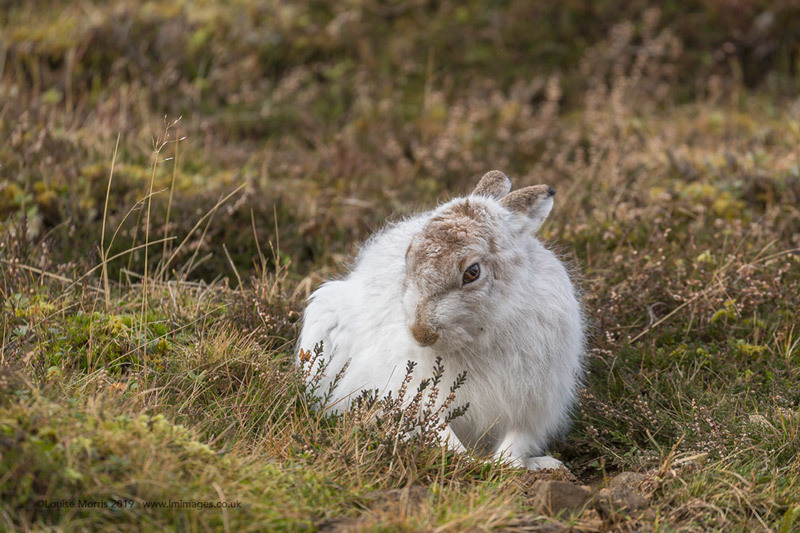  - Mountain Hare