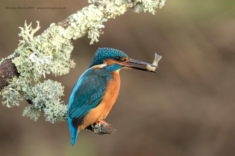  - Kingfishers