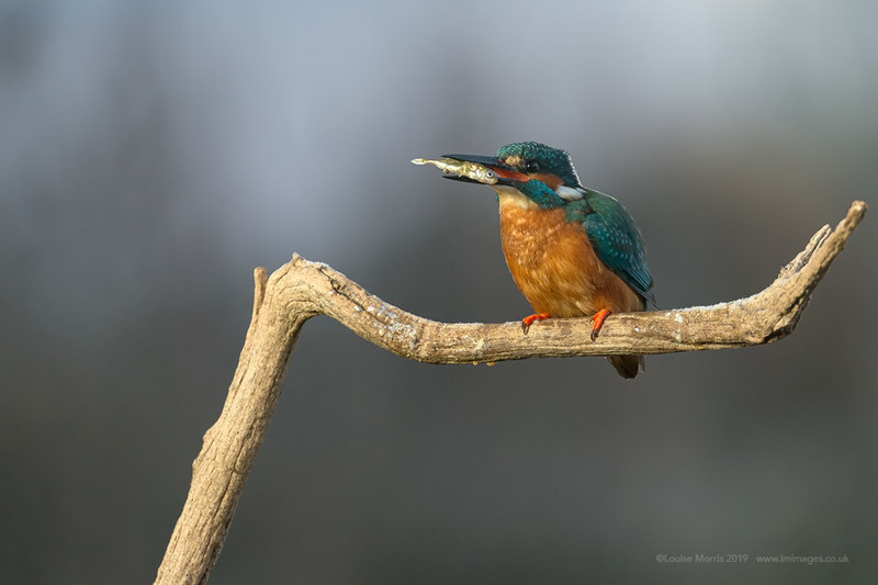  - Kingfishers