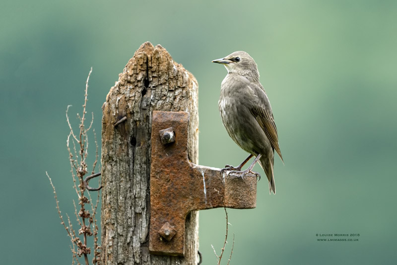  - Starlings