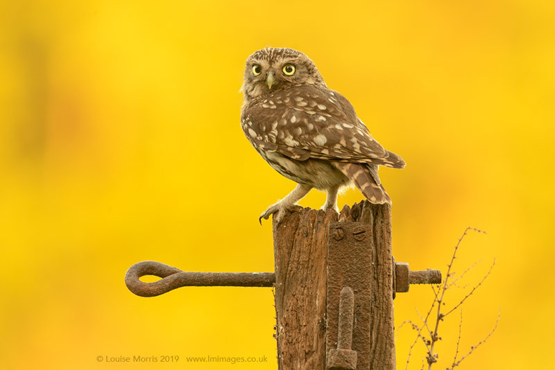  - Little Owls