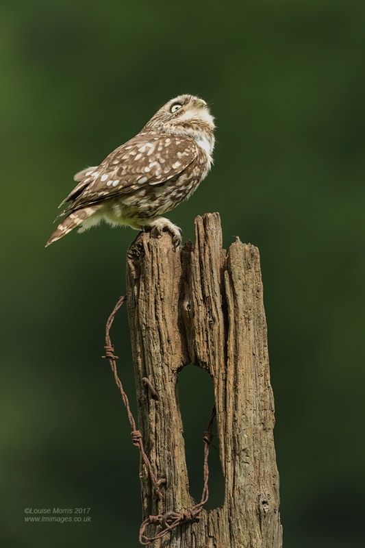  - Little Owls