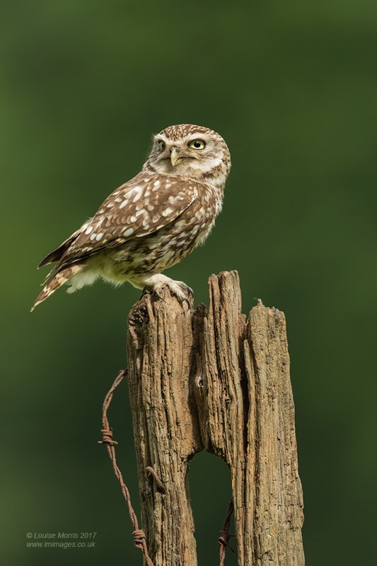  - Little Owls