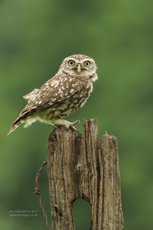  - Little Owls