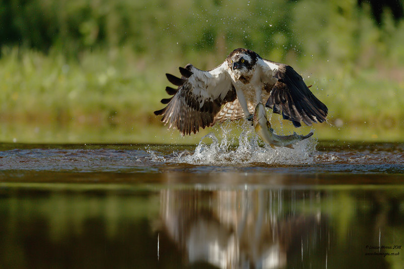 Osprey - 2019 Charity Calendar
