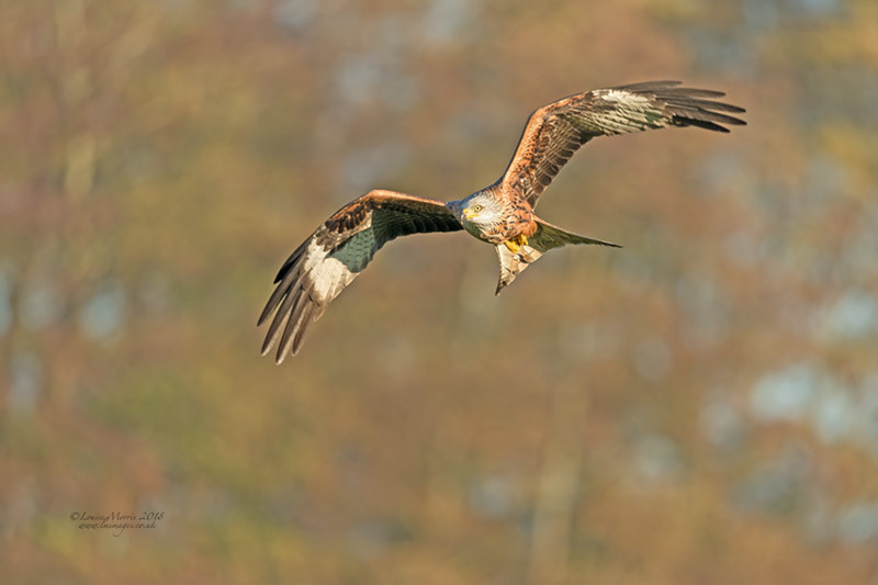  - Red Kites