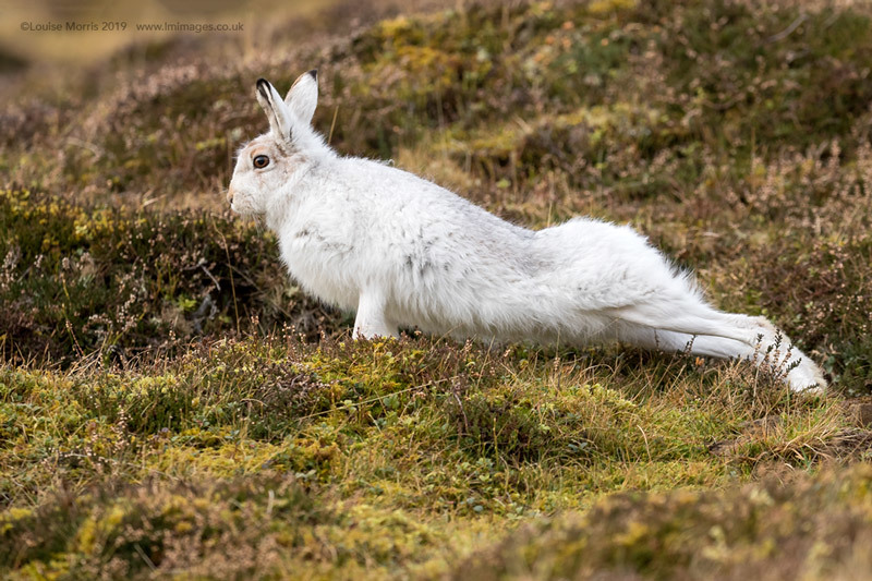  - Mountain Hare