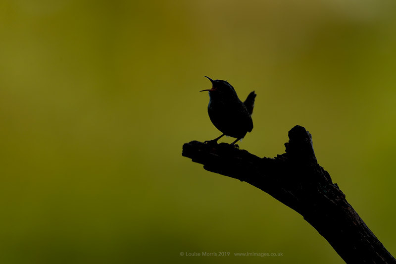  - Woodland & Garden Birds