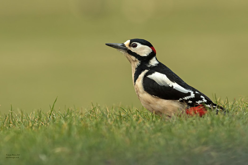 Great Spotted Woodpecker - 2019 Charity Calendar