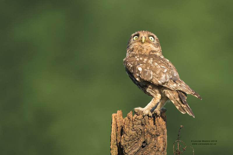  - Little Owls