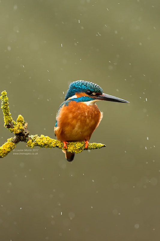  - Kingfishers