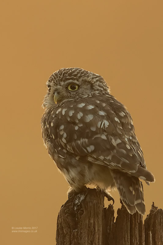  - Little Owls