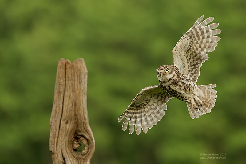  - Little Owls