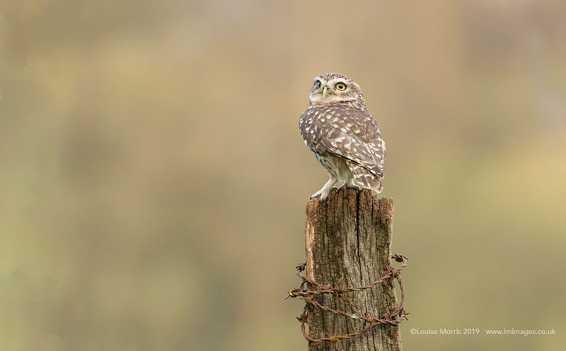  - Little Owls