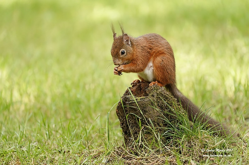  - Red Squirrels