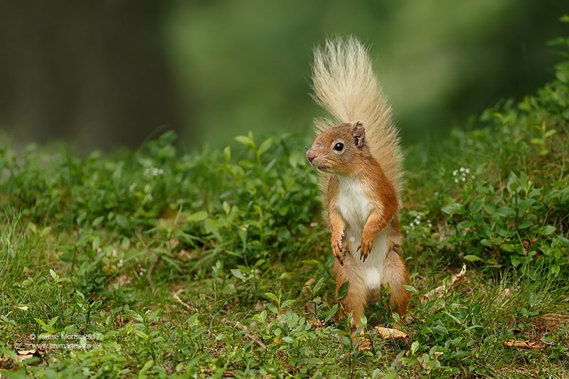  - Red Squirrels