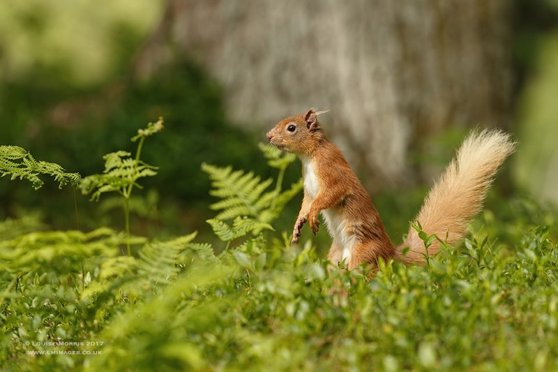  - Red Squirrels