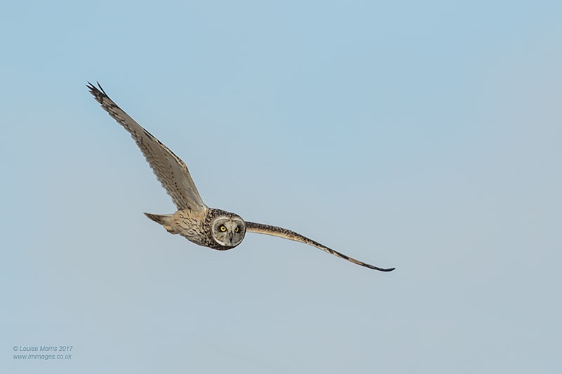  - Other Wild Owls