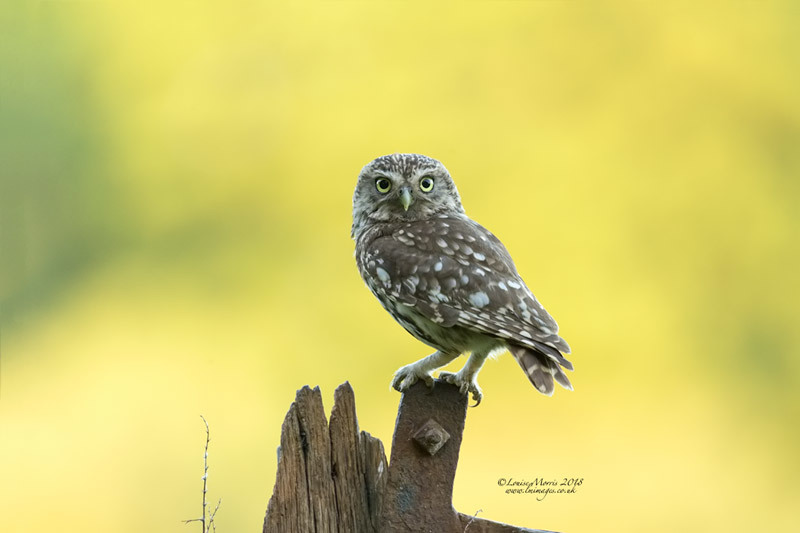  - Little Owls