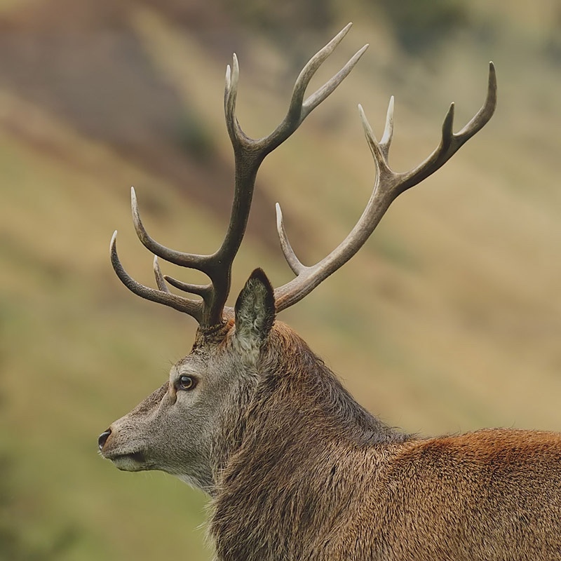  - Deer
