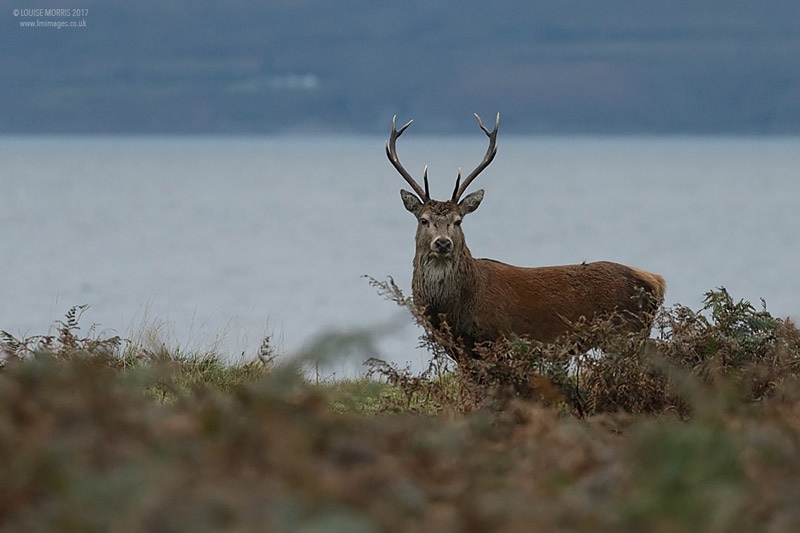  - Deer