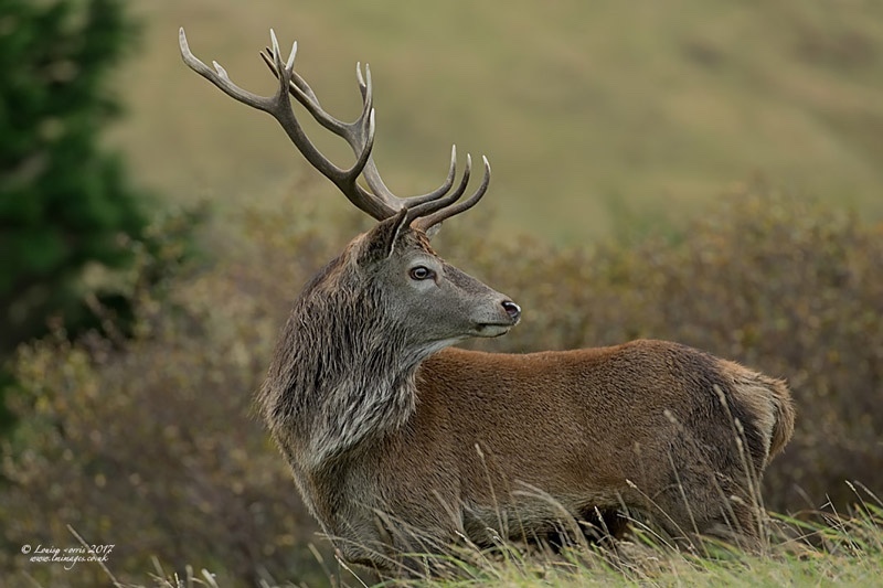  - Deer