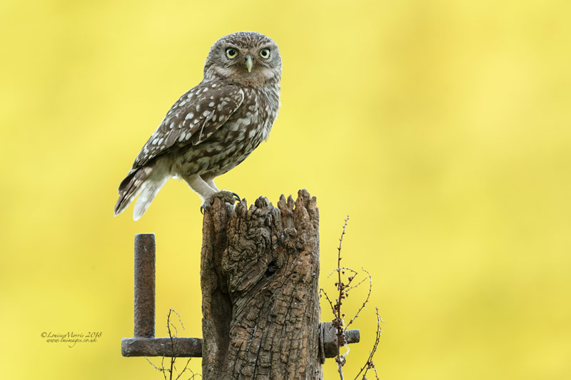  - Little Owls