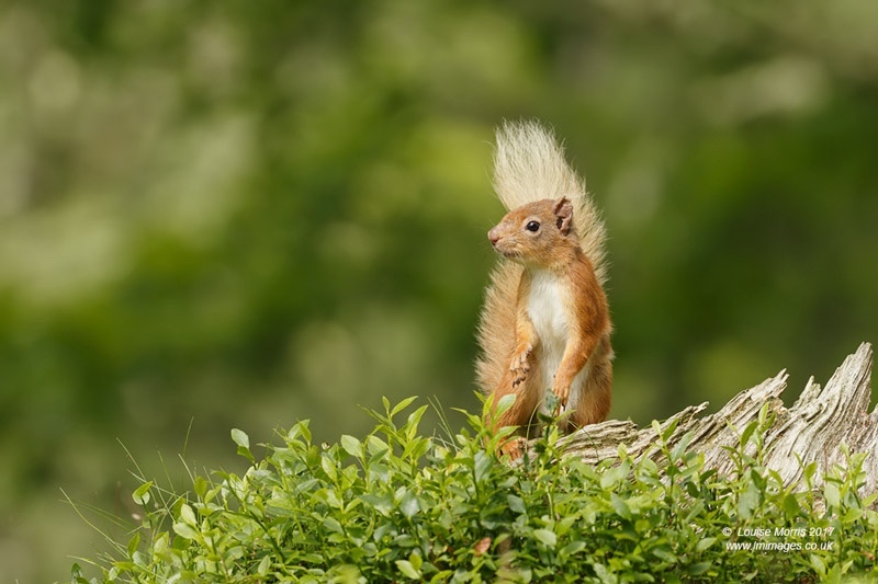 - Red Squirrels