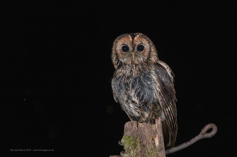  - Other Wild Owls