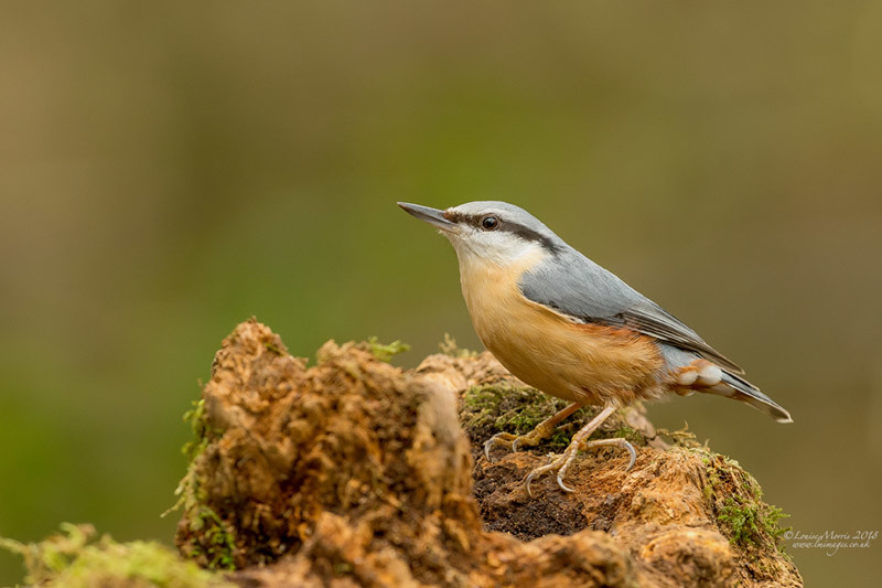 - Woodland & Garden Birds
