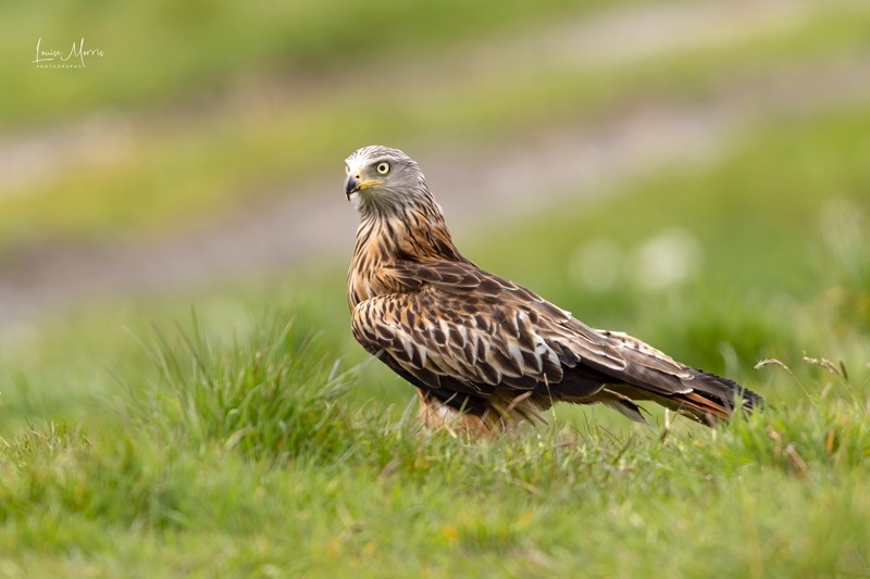 Red Kite, Mid-Wales - 2022 Charity Calendar