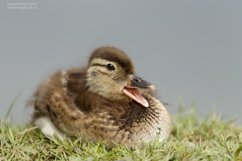  - Water Birds