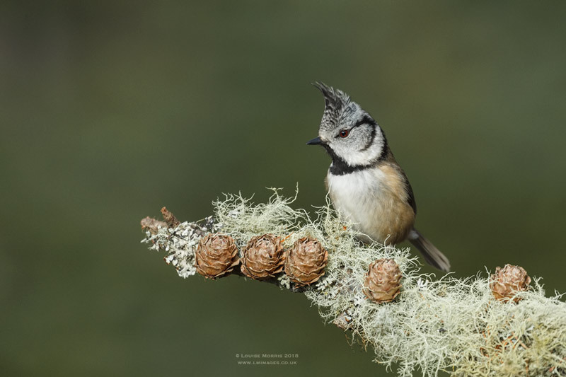  - Crested Tits
