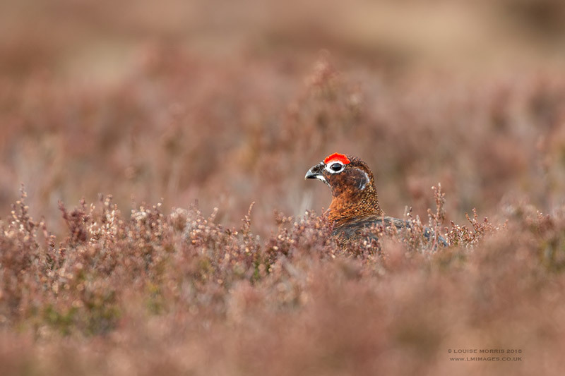  - Woodland & Garden Birds