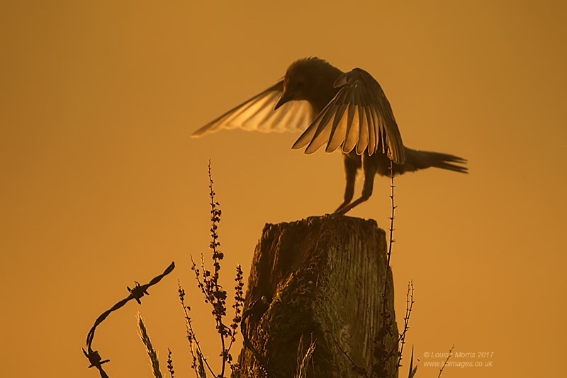  - Starlings