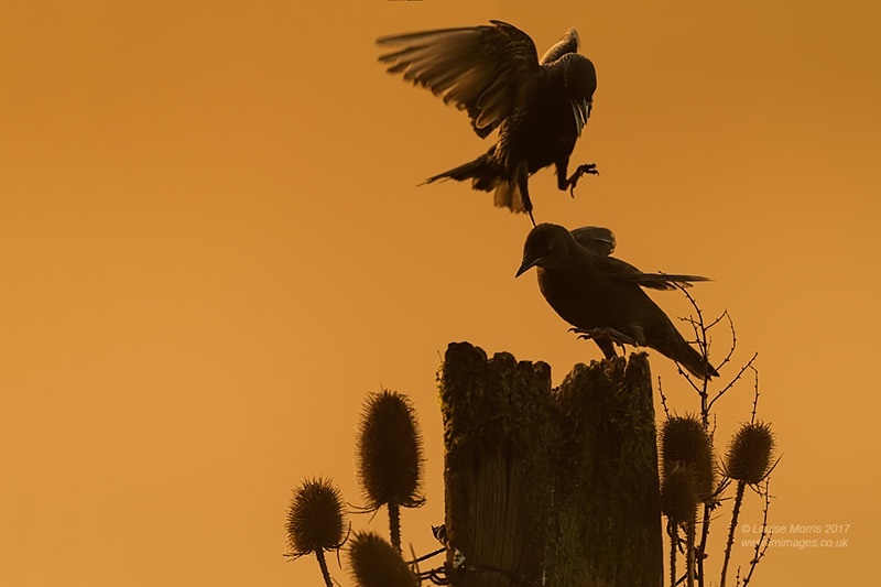  - Starlings