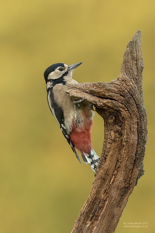  - Woodpeckers