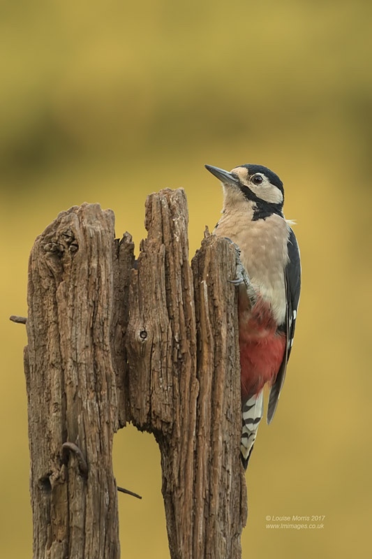  - Woodpeckers