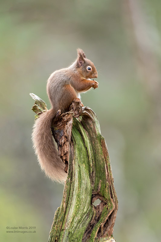  - Red Squirrels
